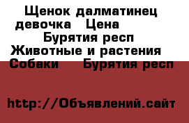 Щенок далматинец девочка › Цена ­ 3 000 - Бурятия респ. Животные и растения » Собаки   . Бурятия респ.